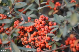 火棘的种子果
