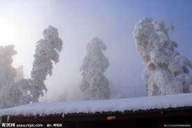 雪景 峨眉山雪 雪树