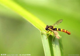 蜻蜓图片
