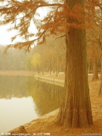 杉树