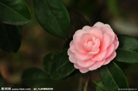 花语