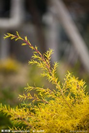 澳洲茶树
