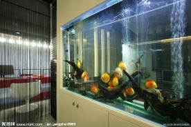 鱼缸