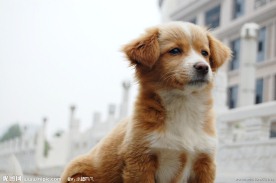 黄毛狗