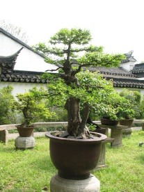 园林盆景