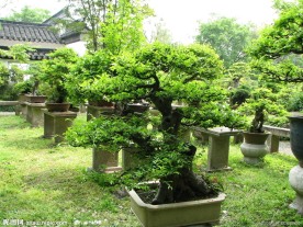 园林盆景