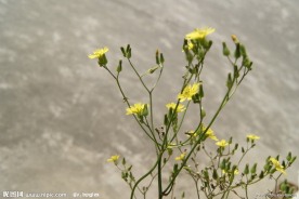 小花 野菊花
