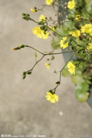 小花 野菊花