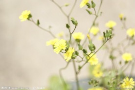 小花 野菊花