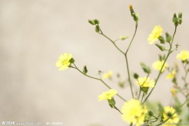 小花 野菊花
