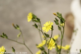 小花 野菊花