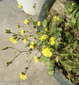 小花 野菊花