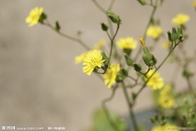 小花 野菊花
