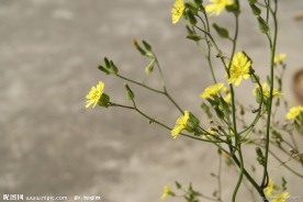 小花 野菊花