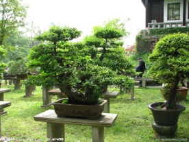 园林盆景