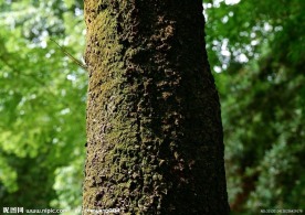 树干特写