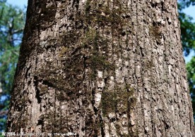 树干特写
