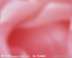 粉色玫瑰影视背景素材