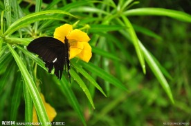 蝴蝶与花