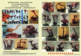 灵芝单页