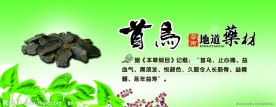 首乌