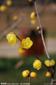 腊梅花