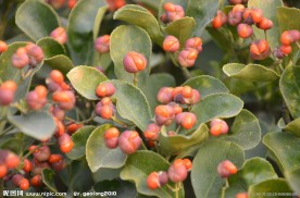 冬青的种子果