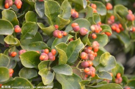 冬青的种子果