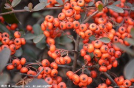火棘的种子果