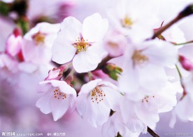 桃花朵朵开