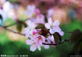 桃花朵朵开
