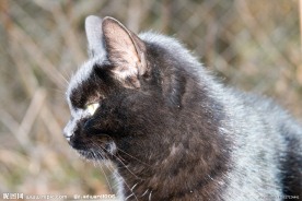 波斯猫