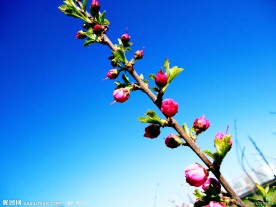 樱桃花