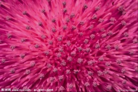 花蕊
