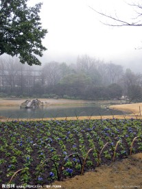 太子湾的花坛