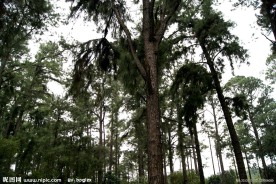 园林 树木 绿叶 大树 天空