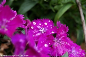 园林 花