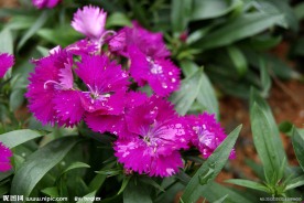 园林 花