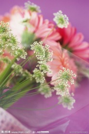 高清鲜花摄影