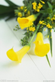 高清鲜花摄影