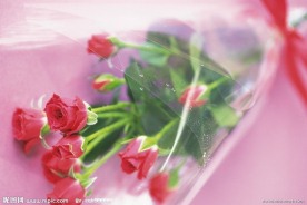 高清鲜花摄影