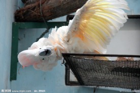 鸟类 鹦鹉