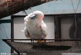 鸟类 鹦鹉