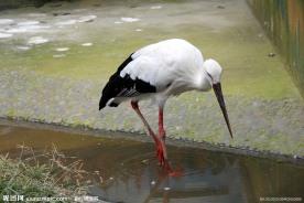 鸟类 白鹳