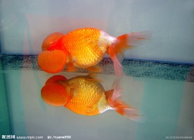 红金鱼