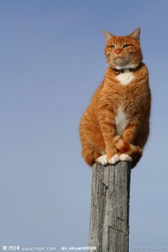 小猫咪