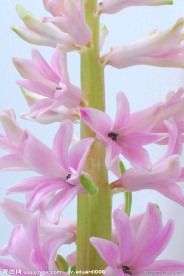 美丽紫色小花