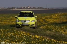 野外花海 奔驰轿车