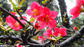 繁花似锦