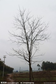 田边老树